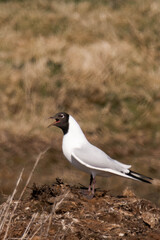 Bonaparte's gull (Chroicocephalus philadelphia) screaming.
