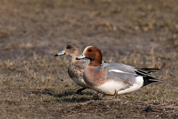 Eurasian wigeon or European wigeon (Mareca penelope), also known as the widgeon or the wigeon.