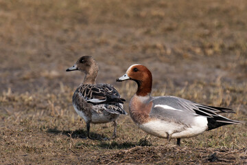 Eurasian wigeon or European wigeon (Mareca penelope), also known as the widgeon or the wigeon.