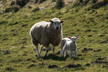 Sheep mother with lambs.