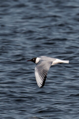 Bonaparte's gull (Chroicocephalus philadelphia) in flight.