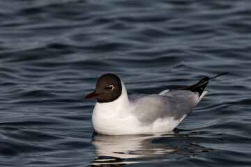 Bonaparte's gull (Chroicocephalus philadelphia) swimming in the water.