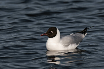 Bonaparte's gull (Chroicocephalus philadelphia) swimming in the water.
