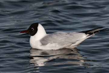 Bonaparte's gull (Chroicocephalus philadelphia) swimming in the water.