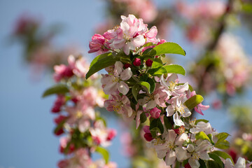 Crab Apple Tree Blossom