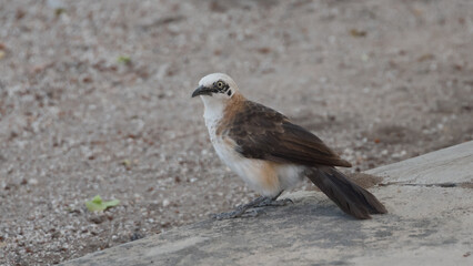 Bare-cheeked Babbler, Etosha, Namibia