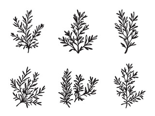 Rosemary vector line art illustration