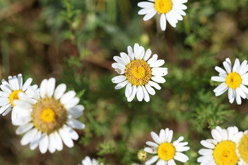 Fototapeta premium top view of wild daisy flowers in the field in spring