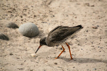 A close up of a Red Shank