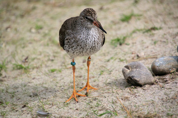 A close up of a Red Shank