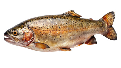 Golden Trout Swimming Freely Isolated on White Background Beautiful and Healthy