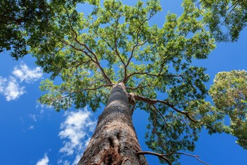 Fototapeta premium Majestic Tree, Wilderness, Nature Photography, Outdoors, Low Angle, Growth, Inspiring Scenery for SEO Impact