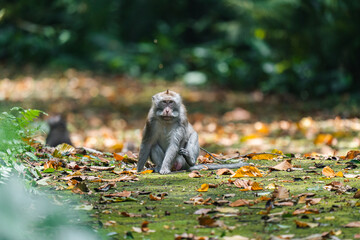 Mono sentado, Ubud, Bali, Indonesia