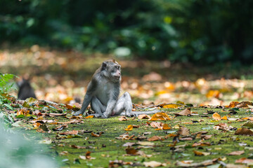 Mono sentado, Ubud, Bali, Indonesia