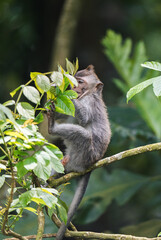 Mono pequeño sentado en una rama comiendo hojas, Ubud, Bali, Indonesia