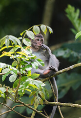 Mono pequeño sentado en una rama comiendo hojas, Ubud, Bali, Indonesia