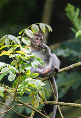 Mono pequeño sentado en una rama comiendo hojas, Ubud, Bali, Indonesia