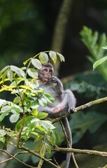 Mono pequeño sentado en una rama comiendo hojas, Ubud, Bali, Indonesia
