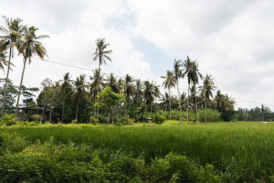 Campo de cultivo con palmeras y arrozales, Bali, Indonesia 