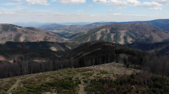 Beskid morawski, ostry, javorowy stit in spring