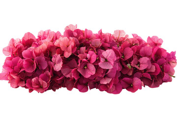 Obraz premium Pink bougainvillea flowers