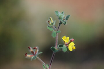 Lotus ornithopodioides (southern bird's foot trefoil) is a species of annual herb in the family Fabaceae