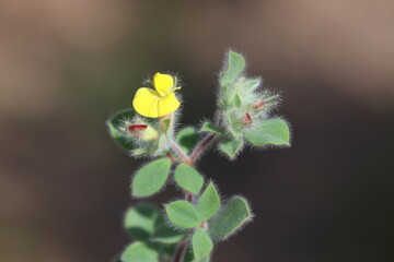 Lotus ornithopodioides (southern bird's foot trefoil) is a species of annual herb in the family Fabaceae