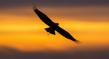 Naklejka premium Bird Flying Silhouette Against Dramatic Colorful Sky at Sunset