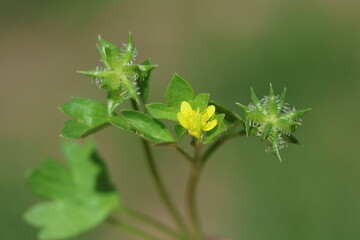 Ranunculus muricatus is a species of buttercup known by the common names rough-fruited buttercup and spinyfruit buttercup