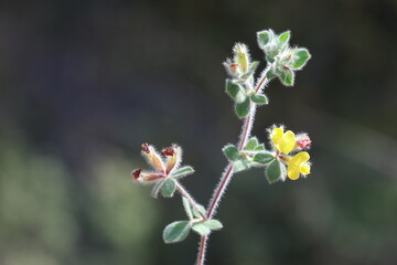 Lotus ornithopodioides (southern bird's foot trefoil) is a species of annual herb in the family Fabaceae