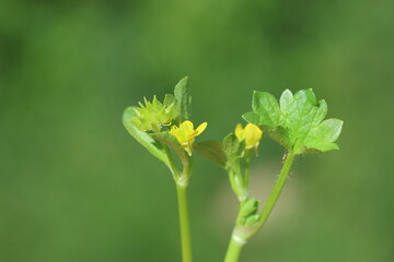 Ranunculus muricatus is a species of buttercup known by the common names rough-fruited buttercup and spinyfruit buttercup	