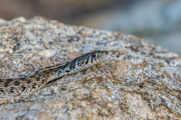 A Black Tailed Rattlesnake in Tucson, Arizona