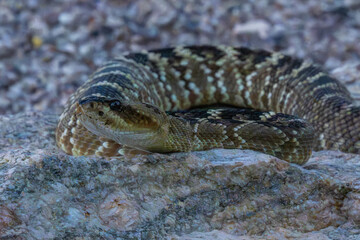 A Black Tailed Rattlesnake in Tucson, Arizona
