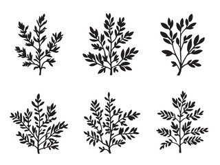 Thyme vector line art illustration