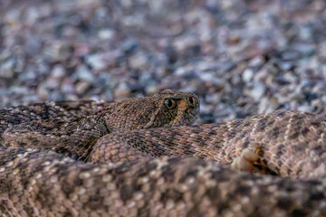 A Black Tailed Rattlesnake in Tucson, Arizona