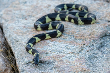 A California Kingsnake in Tucson, Arizona