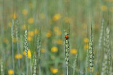 close up of seven spotted ladybug on wheat ear