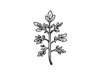 Thyme vector line art illustration