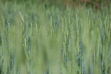 green wheat ears  in spring