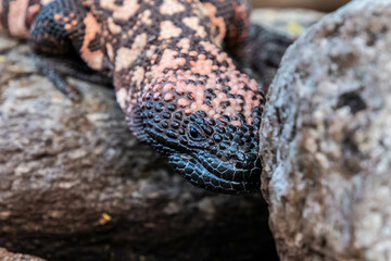 A Gila Monster in Tucson, Arizona