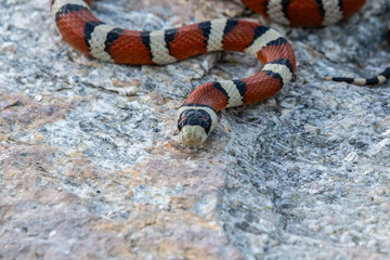 A Mexican Milk Snake in Tucson, Arizona