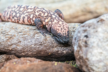 A Gila Monster in Tucson, Arizona