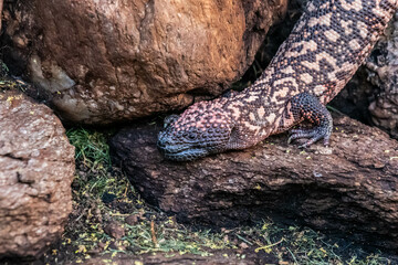 Obraz premium A Gila Monster in Tucson, Arizona