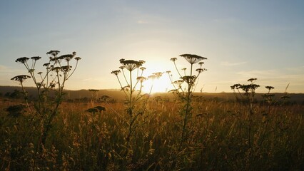 Wildflower-filled field with sunset silhouette.
