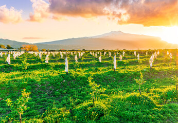 green mountain landscape of fruit farm garden with rows of plants and trees. Nature background of green farmland field for agriculture concept © Yaroslav