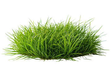 Clump of vibrant green grass
