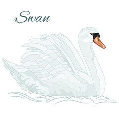 White swan bird floats in the water watercolor vintage on a white background vector illustration editable hand draw
