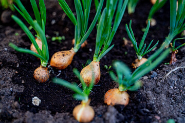 bright juicy green onions growing in a garden bed, green onions and onions in the ground, outdoors in growing conditions, growing crops, gardening and plant care