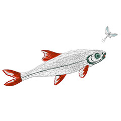 Fish Chondrostoma nasus and ephemera  low-polygon outline vector illustration editable hand draw