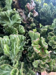 Green cabbage growing in the garden and sold fresh at the market